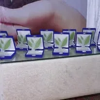 Green Seekers Activity